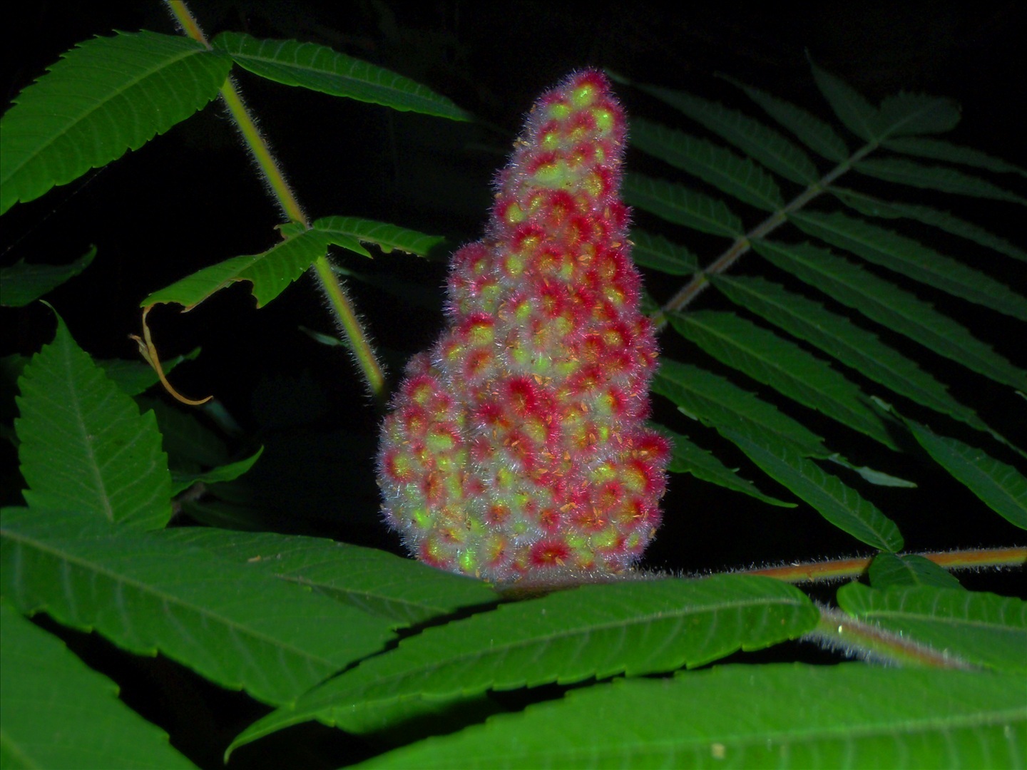 How to make natural dyes