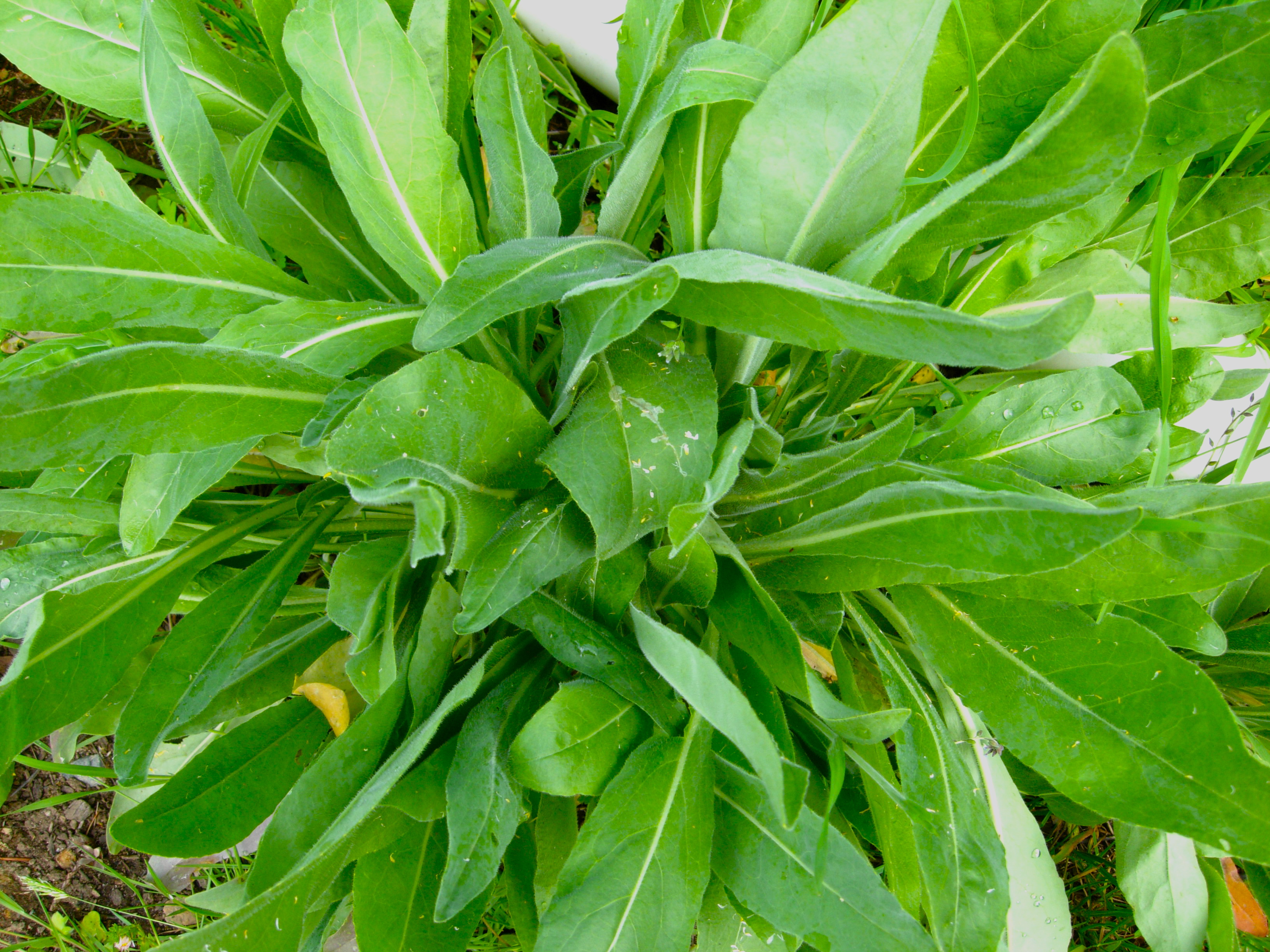 Woad Dyeing
