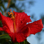 Dyeing with Hibiscus