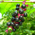 Dyeing with Poke Berry
