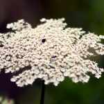 Dyeing with Queen Anne's Lace