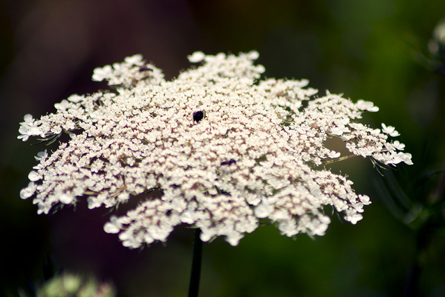 Material for Queen Anne's Lace Dye