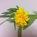 Dyeing with Coreopsis