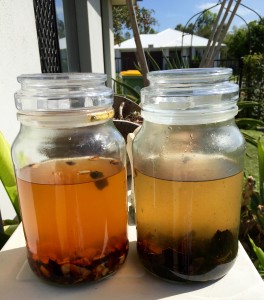Avocado Dyeing